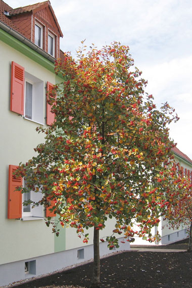 kleines Bild - Garten Ernst-Borsbach-Straße 1-5 in Bitterfeld hat 4 Wohnungen, 2 RWE, 42 - 63 m<sup>2</sup>, mit viel Grünfläche, Fernwärme, Stellplatz oder Garage möglich. Auch Eigener Garten ist möglich. Nebengelass in Verbinderbauten bzw. Dachgeschoss. Viel Grün und Gartennutzung möglich. Mehrere Garagenkomplexe im Wohngebiet vorhanden.